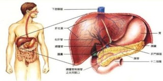 搜狐订阅：澳门六开彩天天正版资料查询-肝在人体什么位置