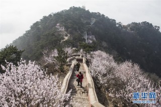 中新网:4949澳门彩开奖结果生肖版-天津盘山风景区怎么样