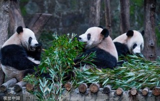 阿里巴巴:一码一肖100香港资料大全-大熊猫爱吃什么