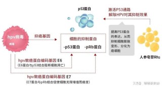 百家号:新澳门最准三中三免费网站-hpv16阳性是什么意思