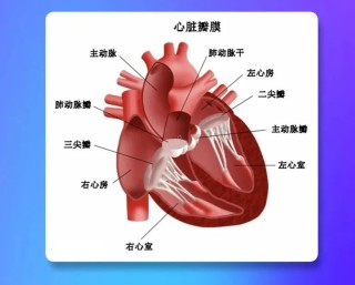 搜狐:澳门新三码必中一免费-左心房增大是什么原因