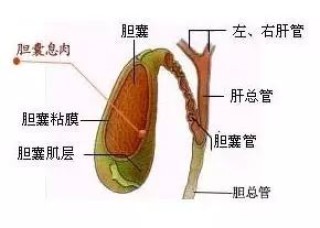 中新网:2024澳门新资料大全免费-胆囊息肉不能吃什么