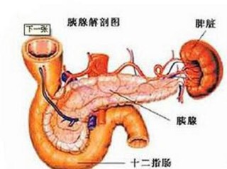 知乎：新澳彩资料免费资料大全-胰腺在什么位置