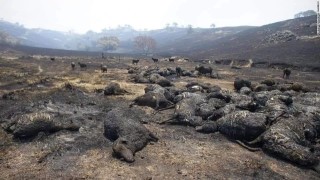 火山视频:新澳高手论坛资料大全最新-安徽乞丐村在哪个县