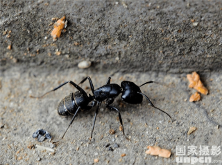 百家号:新澳门精准资料期期精准-蚂蚁吃什么食物