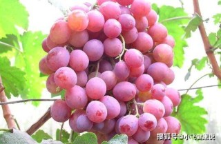 知乎：正版澳门管家婆资料大全波币-吃完榴莲后不能吃什么