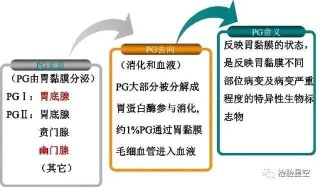 知乎：新澳门正版资料免费看-胃功能三项检查是什么