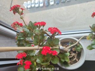 阿里巴巴:管家婆一肖一码资料大全-梦见砍树是什么意思