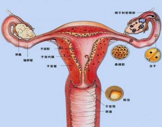 微博:正版资料免费资料大全-为什么会得子宫癌