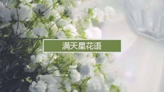 知乎：澳门资料免费大全-满天星的花语是什么