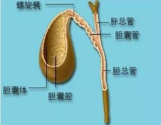 中新网:2024澳门新资料大全免费-胆囊息肉不能吃什么